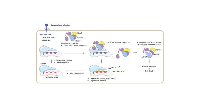 RNA-triggered protein cleavage and cell growth arrest by the type III-E CRISPR nuclease-protease