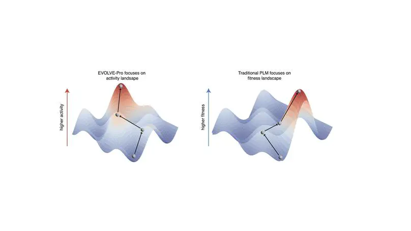 Rapid protein evolution by few-shot learning with a protein language model