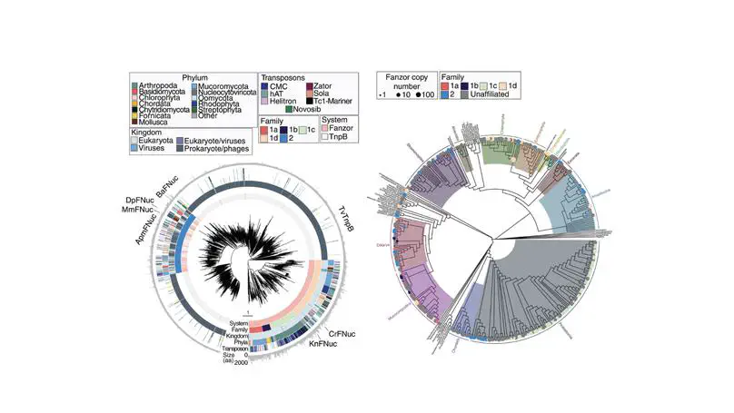 Programmable RNA-guided DNA endonucleases are widespread in eukaryotes and their viruses