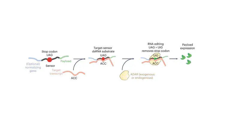 Programmable eukaryotic protein synthesis with RNA sensors by harnessing ADAR